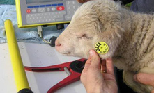 Industry rejects mandatory sheep tags