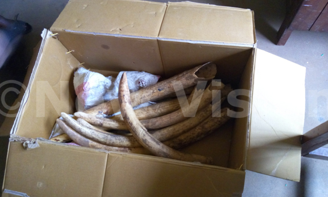 Two arrested for illegally trading ivory. Two arrested for illegally trading ivory.