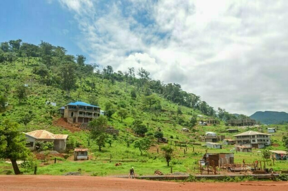 Why Freetown's celebrated tree planting scheme won't work for other African cities, or the planet