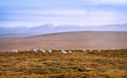 Letters: "Hill farming's role in our traditional integrated agricultural system needs recognition"