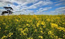 GIWA is predicting record canola plantings in WA this season.