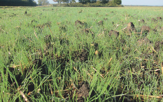 Why early drilling succeeded for grass-weed control and what we can learn for autumn 2026