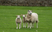 Farmers urged to vaccinate their livestock amid rise in bluetongue cases in Wales