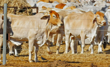 The Department of Agriculture has confirmed cattle have died on a live export ship destined for Indonesia. Credit: crbellette, Shutterstock.