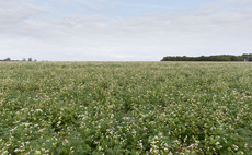 Making the most of cover crops this spring