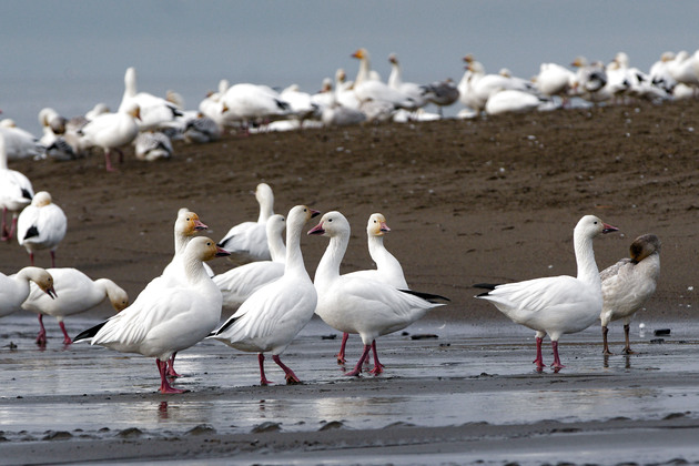 CANADA-RICHMOND-SNOW GEESE-MIGRATION