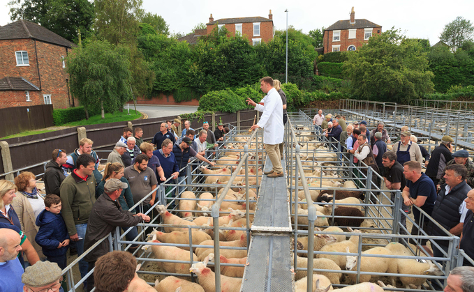 Record sheep entry at Louth