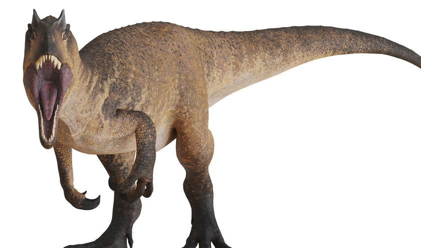 © Andrus Ciprian/Shutterstock   