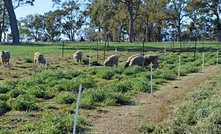 New pasture legume hard to fault