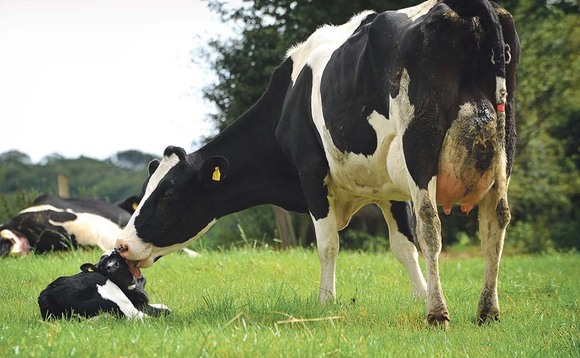 BSAS21: Producer's opinion of leaving calves suckling their dam