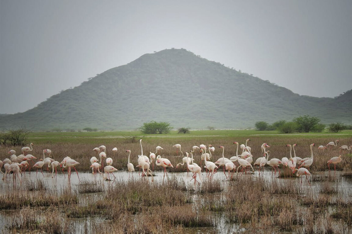 Chhari-Dhandh becomes Gujarat's fifth and Kutch's first Ramsar Site