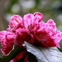 Safeguarding biodiversity wonderland in southwest China