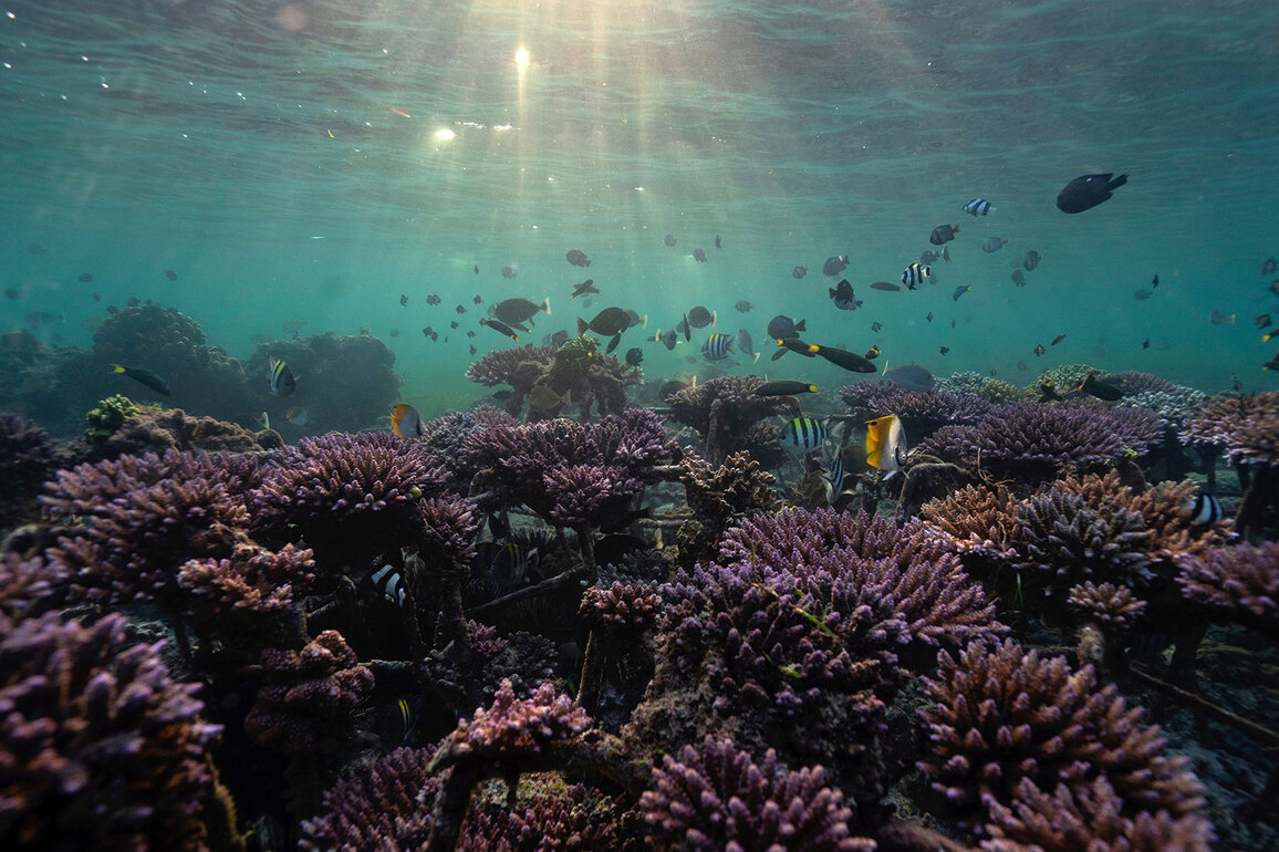 Gulf of Eilat corals survive record heatwaves, offering global hope
