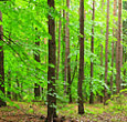 Certified timber sales are up