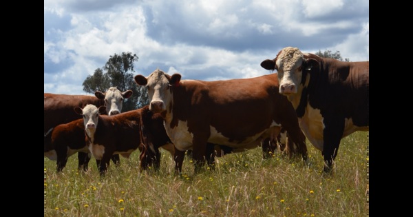 Malaysia Lifts Its Suspension On Live Cattle Exports From Australia