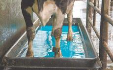 Dairy special: Top tips for managing digital dermatitis