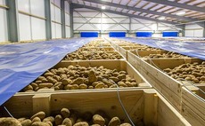 Cold weather could heat up potato market