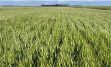 Laperouse barley is the latest variety to gain malting accreditation.