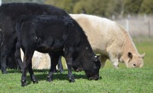 Livestock producer sentiment has underscored a renewed farmer confidence result in the latest Rabobank survey.  