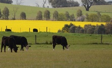 The NSW DPI and MLA will invest $4 million into a new multi-species fodder project.