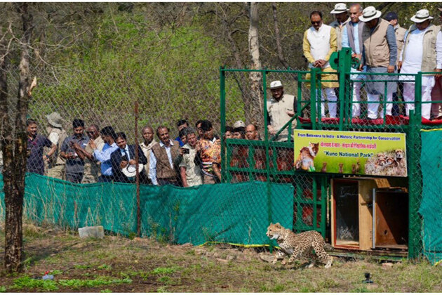Union Environment Minister Bhupender Yadav welcomes 9 Cheetahs from Botswana, at Kuno National Park in Madhya Pradesh