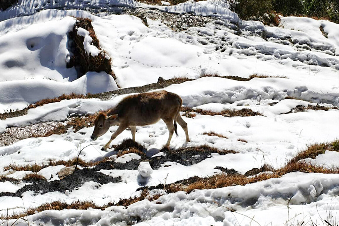 Himachal: IMD issues moderate rain, snowfall alert for several districts