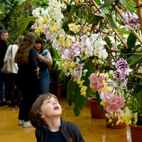 CZECH REPUBLIC-PRAGUE-ORCHID EXHIBITION