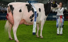 Hallow Holsteins secure seventh Royal Ulster Winter Fair inter-breed championship