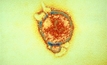 Reminder to be aware of Hendra virus risk
