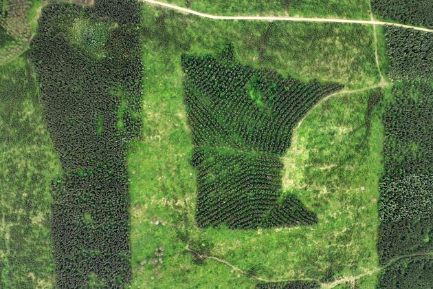 Brown- The forest takes care of itself, but we can help