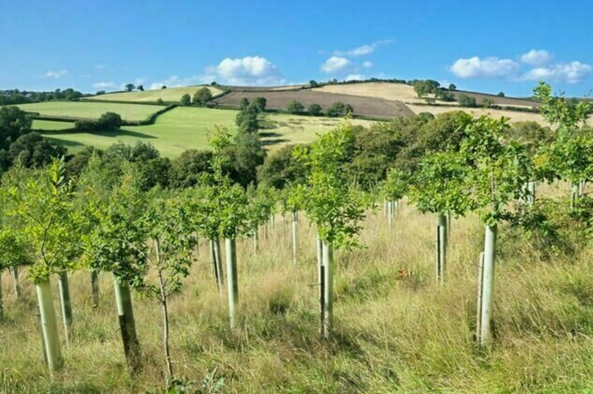 How to create a thriving forest, not box-checking 'tree cover'
