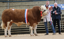 Ranger sets NI Simmental record