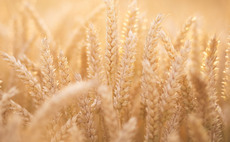 England faces third worst harvest as wheat falls by almost 20%