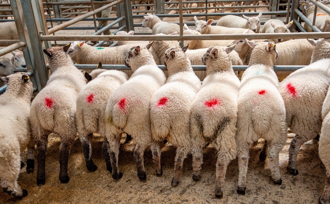 A fall in the number of lambs coming to market has helped to keep prices high