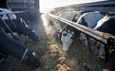 The untapped investment case for curbing methane from agriculture