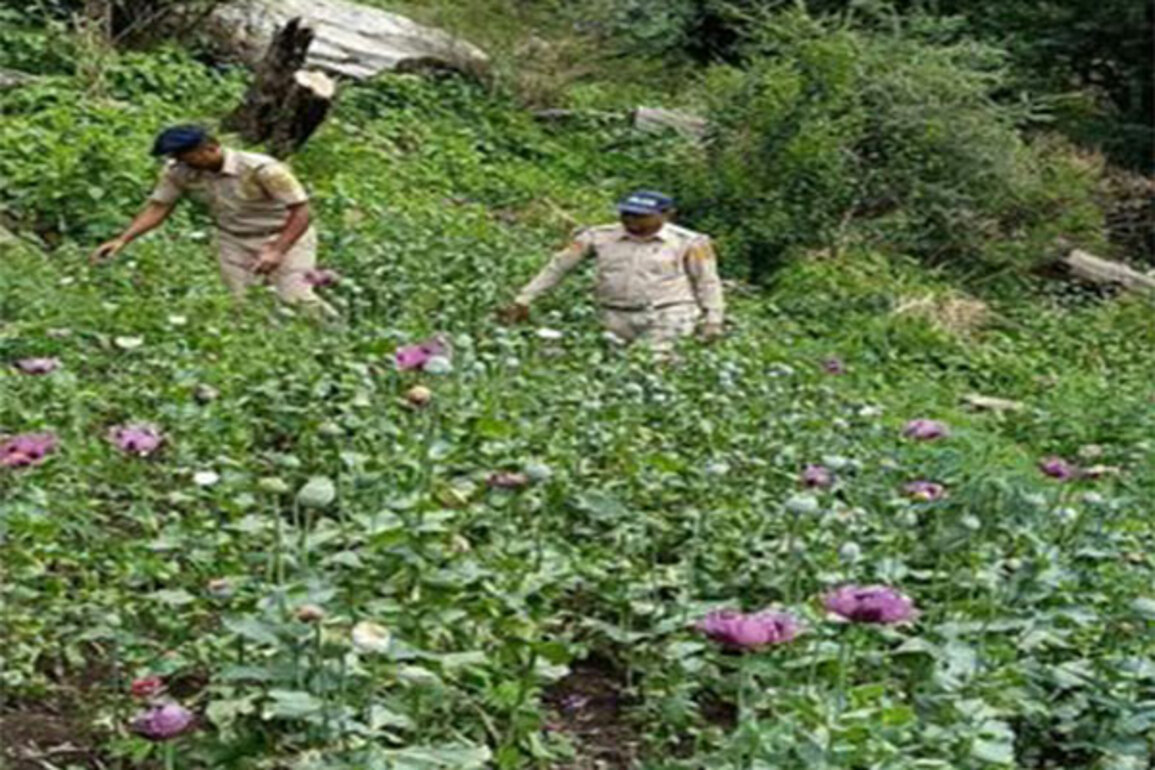 HP Police conducts anti-drug campaign in state, recover drugs; several cases registered