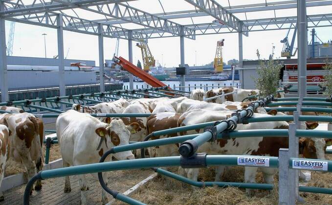 Floating dairy farm receives criticism after cows fall into Rotterdam harbour