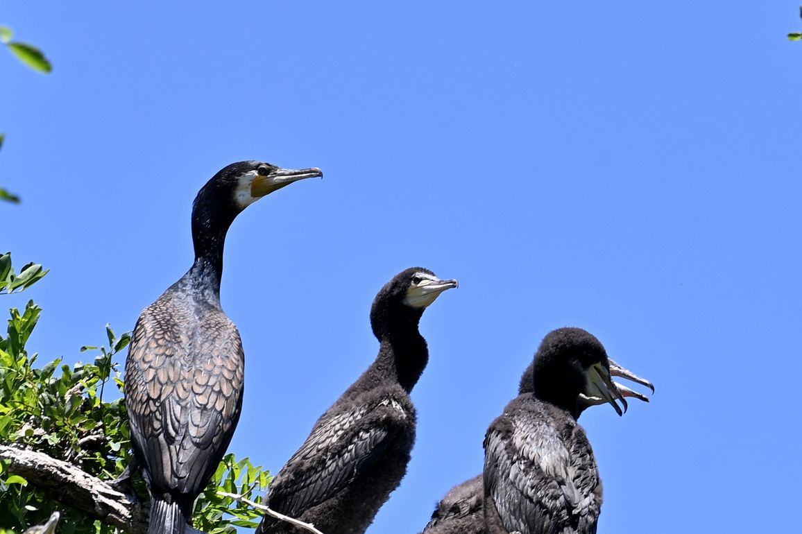 CHINA-BEIJING-MIYUN RESERVOIR-BIRDS (CN)