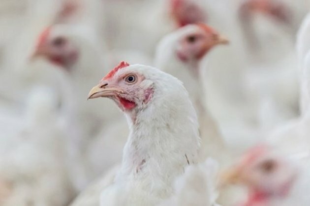 #UnrestSA: Riots cost Goldi Chicken producer R16 million