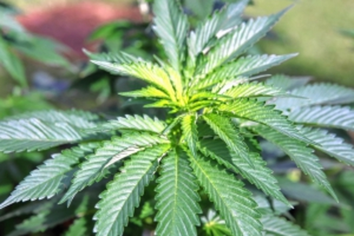 Concord Monitor - Medical marijuanas fate in limbo after Republican faction deadlocks Senate vote