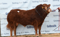 Stirling bull sales: Anside Titan leads Limousins at 14,000gns