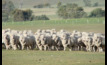 The national sheep flock is on track to hit  68 million head.