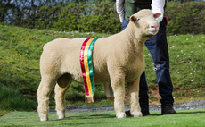 Sales round up: Dorsets reach 2,000gns, strong trade for dairy sales, calf record at Borderway