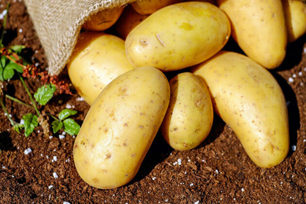 Cabinet approves establishment of International Potato Centre in Agra