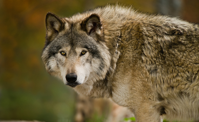 ż need to be listened to on wolf, lynx or bear reintroductions