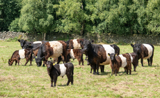 Collaboration is a winning strategy for two beef farms
