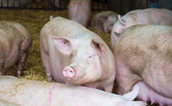 Pig market buoyed by strong demand