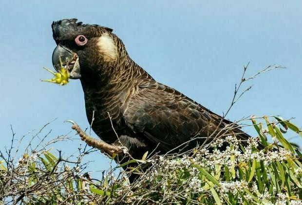 Environment Minister Tanya Plibersek has been taken to court over 11 threatened species. Here's why