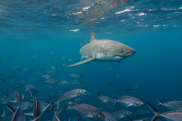 Curious Kids: what is the apex predator of the world?