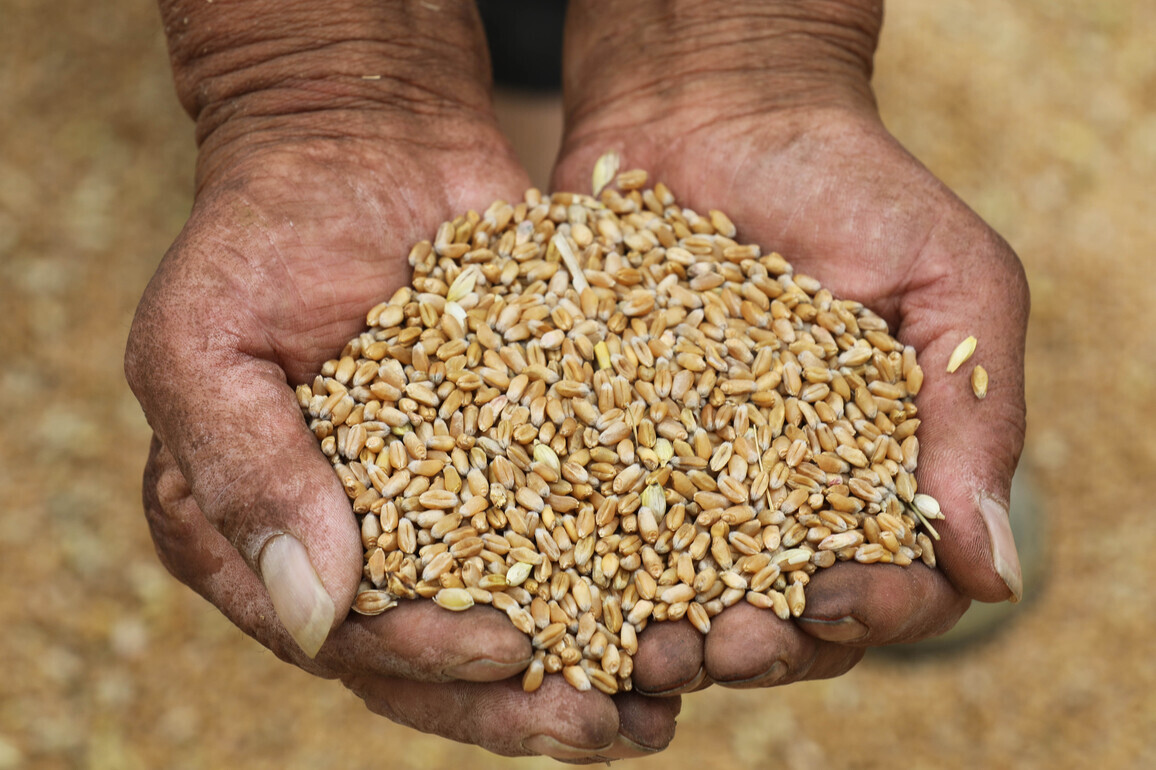 #CHINA-WHEAT-HARVEST (CN)